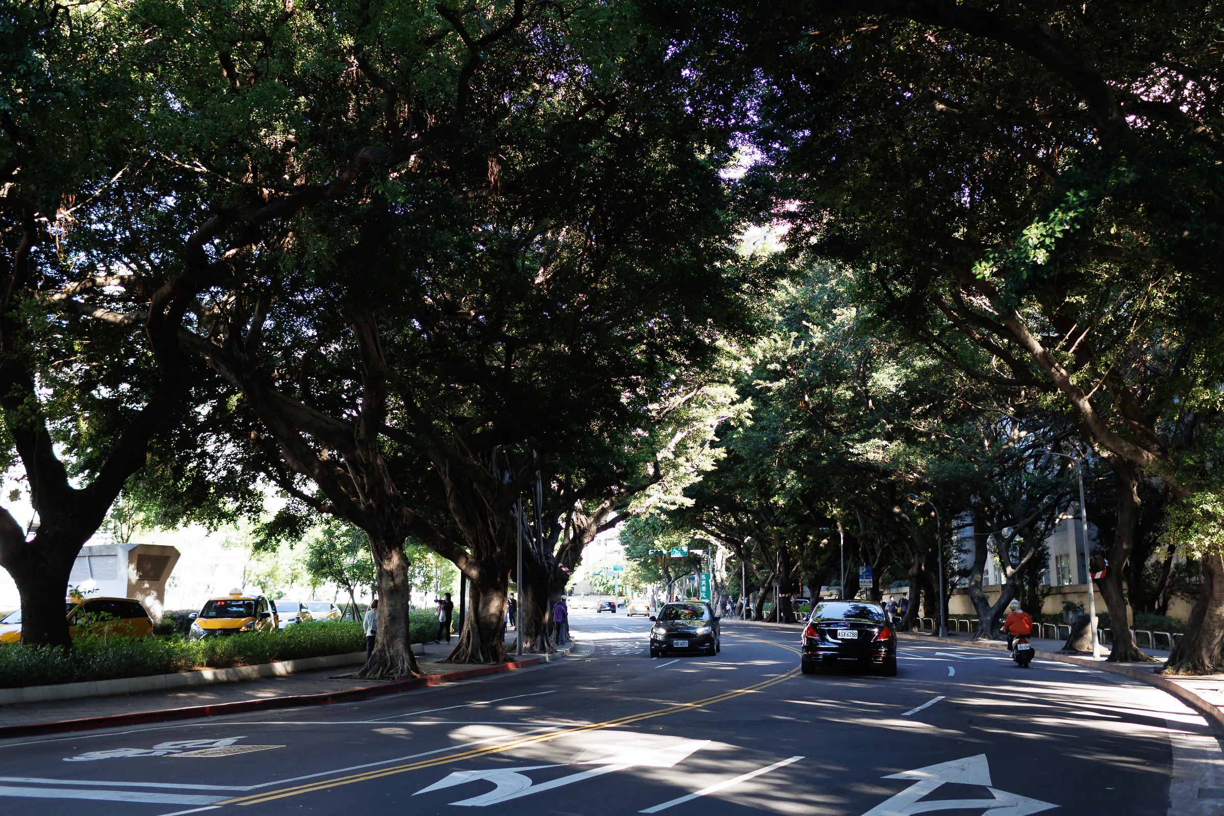 天母林蔭大道